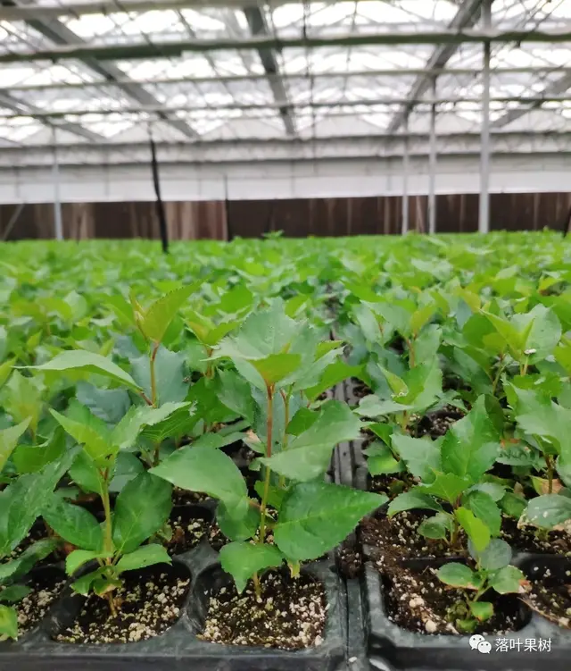 樱桃的特点，欧洲波兰甜樱桃与酸樱桃的商品化栽培历程（樱桃的特点）