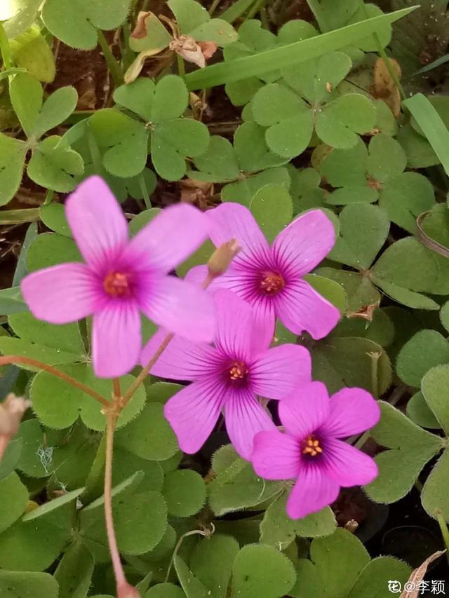 春天的花有什么，春天的花有几种分别是什么（40种小野花）