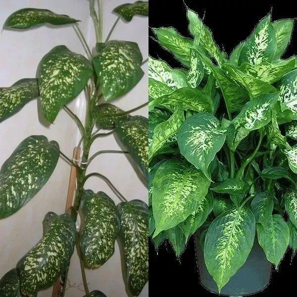 万年青有毒吗，在室内养万年青盆栽的6大好处（虎眼万年青有毒吗）