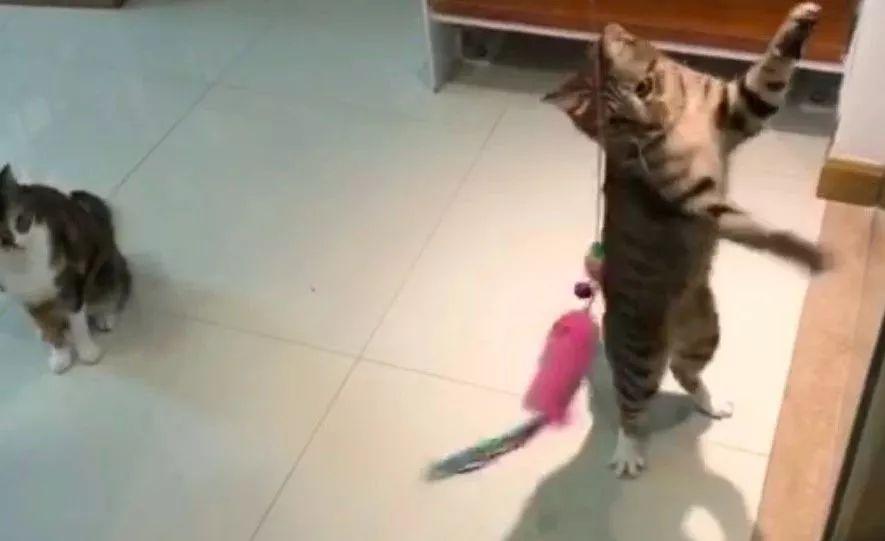 猫咪爱咬人怎么办(猫咪抓人咬人屡教不改怎么办)