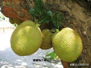 菠萝有什么特产，北海涠洲岛的特产——木菠萝