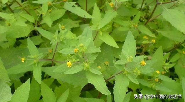 稀莶草的功效与作用，每日一中药——豨莶草