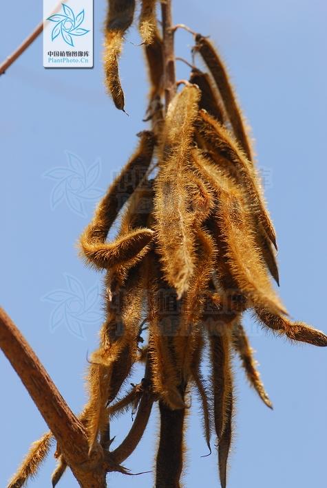 本草图经作者是谁，《本草图经》的作者（芎藭 蘼蕪 藁本）