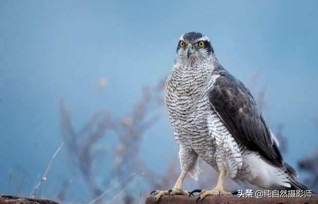 苍鹰是脊椎动物吗，苍鹰属于什么类动物（中国46种鹰科之一）