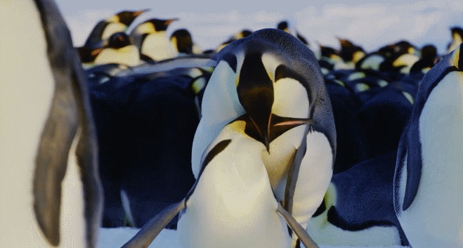 企鹅宝宝在爸爸的哪里取暖，企鹅宝宝在爸爸的哪里去了（帝企鹅爸爸为保全孩子）