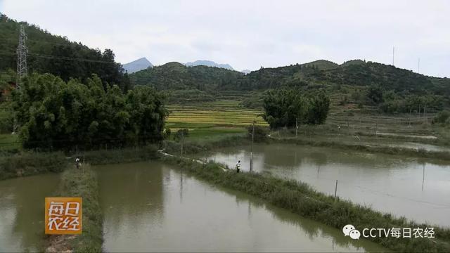 泥鳅是什么类型的动物，泥鳅是哪一类动物（大个泥鳅好卖钱）