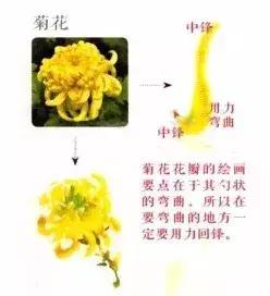 花蕾和花蕊有什么区别，花与花蕾的区别（花朵与花苞的处理）