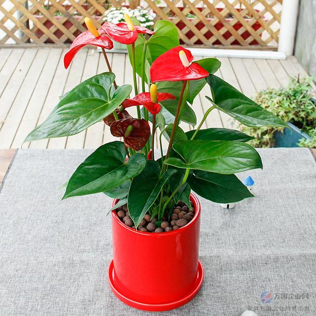 花的寓意象征，花的寓意（养了这么多年的花这些寓意你知道吗）