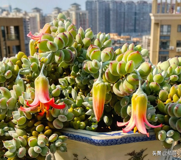 达摩福娘怎么才能开花，养了1年的达摩福娘