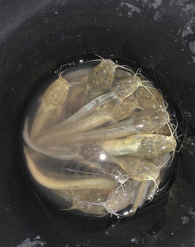 塘鲺是什么,塘鲺是什么病(广东钓友小河里钓起许多"塘角鱼")