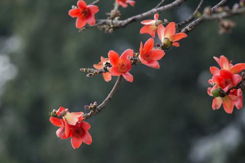 十三个国家的国花，十三个国家的国花是什么（有些没见过）