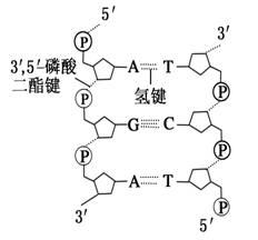 dna分子的结构是什么结构，dna分子是什么结构（遗传的分子基础——DNA的结构与复制）