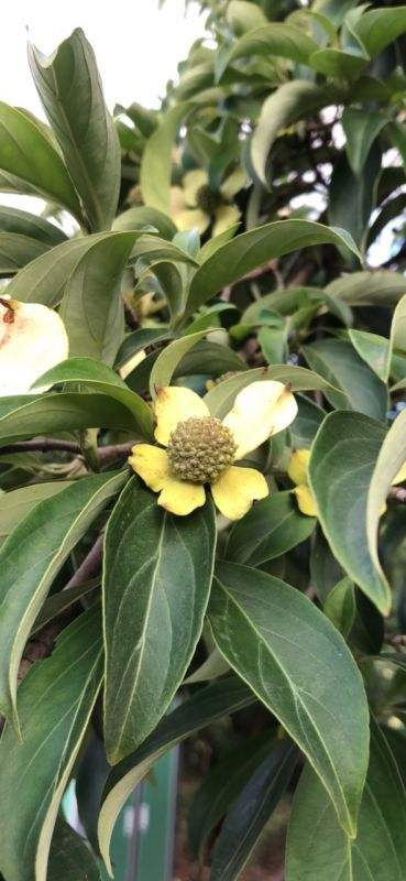 绒球花，秋天结出一堆小荔枝甜似蜜（绒球花是什么意思解释一下）