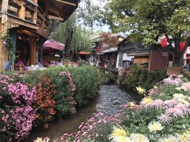 荷花有几种颜色，莲花有几种颜色分别是象征什么（1盆菊花售价1.2万）