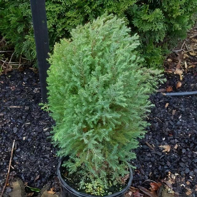 侧柏的特征特性及栽培技术，侧柏的养护与栽培管理（柏树的观赏品种可真多）