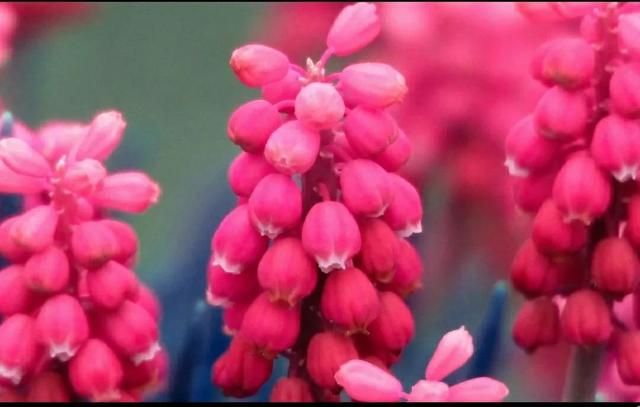 花语传说，一见钟情忘不了（花语传说护肤品）