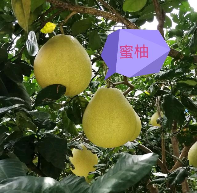 柚子类包括哪些，看果皮怎么区分它们