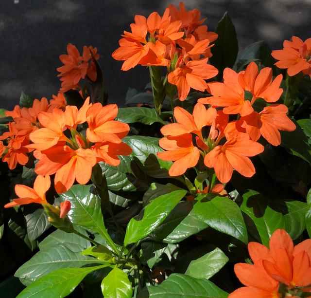 家中养什么花好，室内适合养什么花（9种洋气花）