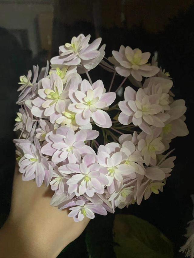 绣球花怎么养，花球又大又鲜艳（绣球花怎么养才能开花）