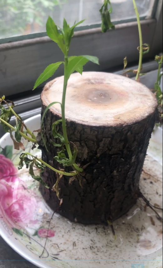 黑叶芋，这些网红植物都可以养室内（黑叶芋小仙女）