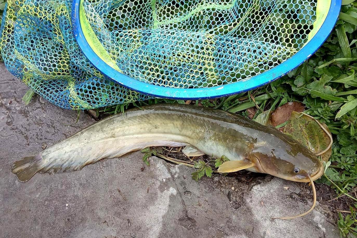 公厕化粪池有鲶鱼,这种鱼价格低营养价值高 - 玉三网