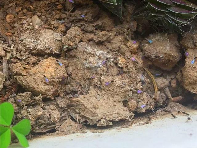 家里有鼻涕虫怎么消灭，鼻涕虫怎么彻底消灭（自制天然杀虫水）