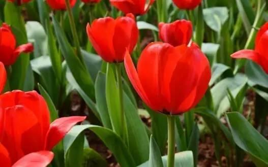 各种花的花语，各种花的花语爱情（史上最全花语大全）