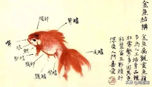 金鱼画法步骤图解,国画写意鲤鱼、金鱼的画法 金鱼画法步骤图解,国画写意鲤鱼、金鱼的画法
