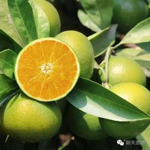 韶关美食，韶关美食排行榜前十名（韶关的十二“食”辰！）