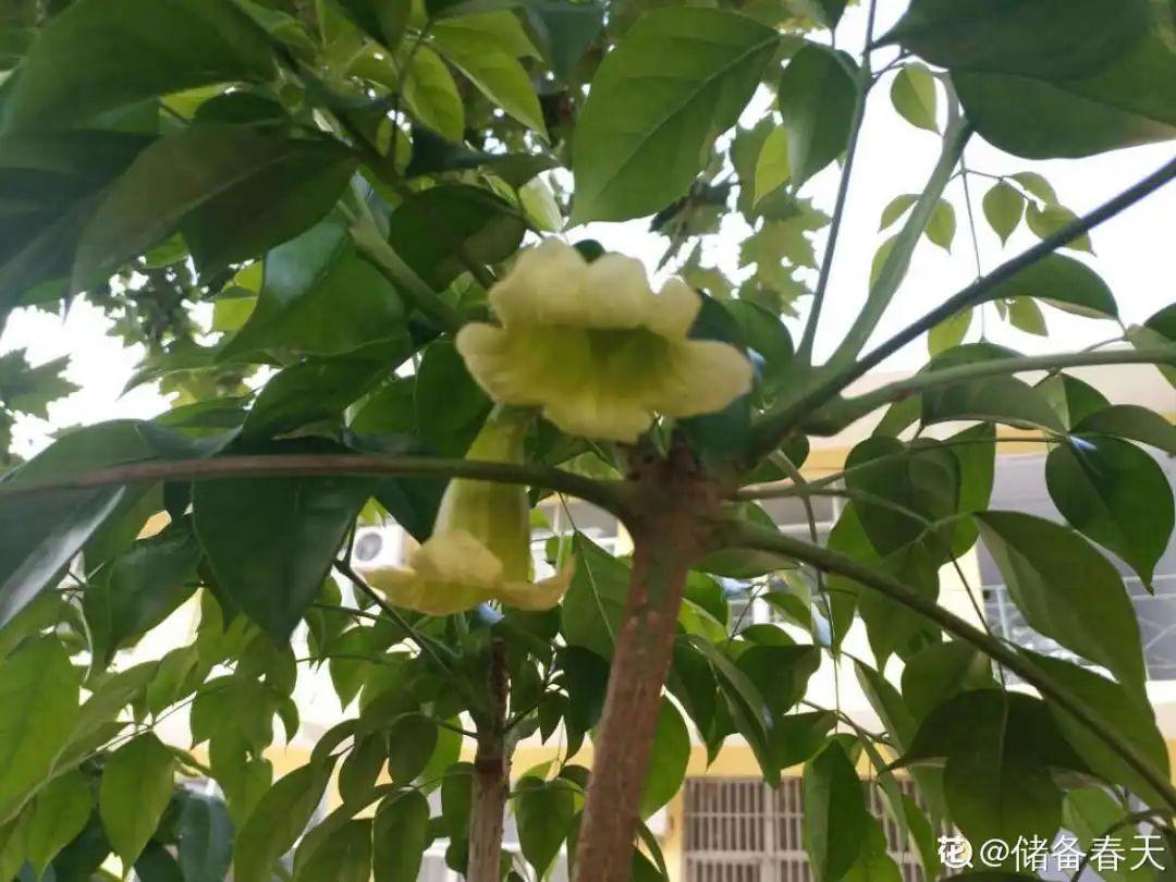 其实无论幸福树还是绿宝树,都很适合家养,在室内养