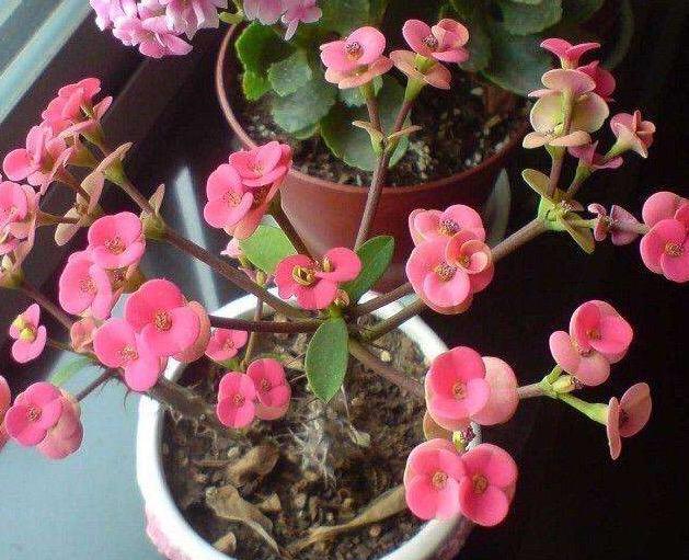 铁海棠花怎么养 铁海棠花的养殖技巧，铁海棠花怎么养（一年四季开花不断）