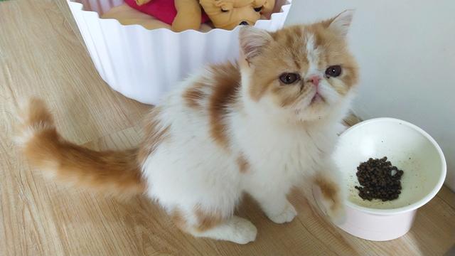 几个月猫咪开始换毛，铲屎官要如何照顾猫咪
