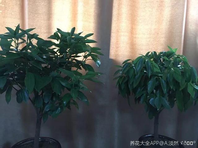 鹅掌柴的作用与功效，鹅掌柴的功效与作用（一养就能养20年）