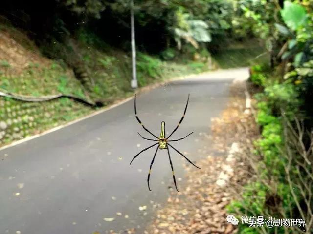 全球动物世界大全，动物世界最受关注的20种动物