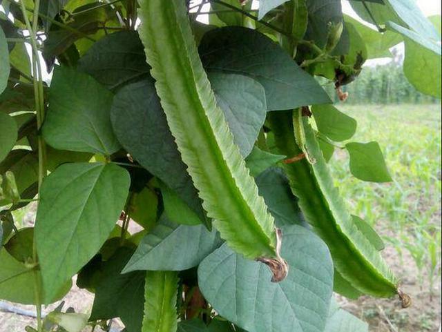 杂粮有哪些品种，粗粮都有什么（中国豆类大全）