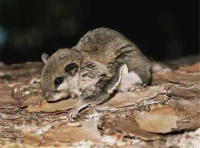 寒号鸟是种什么动物，寒号鸟是种什么动物百度百科（它们可不是鸟类）