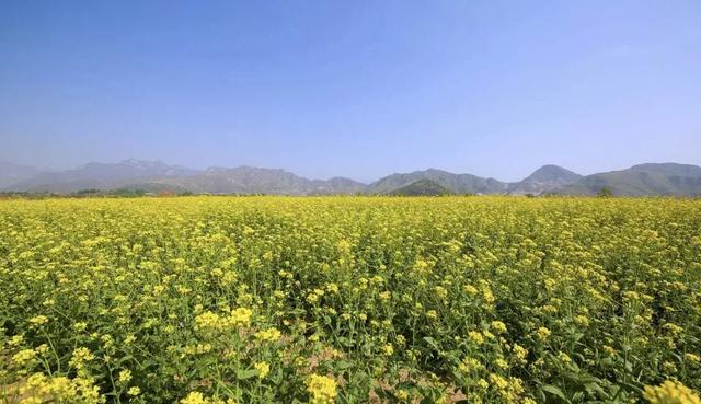 油菜花开的季节，适合家庭室内养的花与绿植（2019年全国油菜花开放时间表）