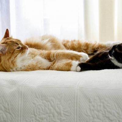 猫猫头像微信，猫猫头像（高清微信萌宠头像可爱小猫咪）