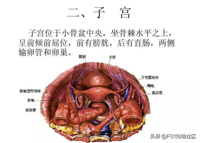 子宫是什么样子的有图片吗，子宫是什么样子的（子宫及附件解剖图及详细讲解）