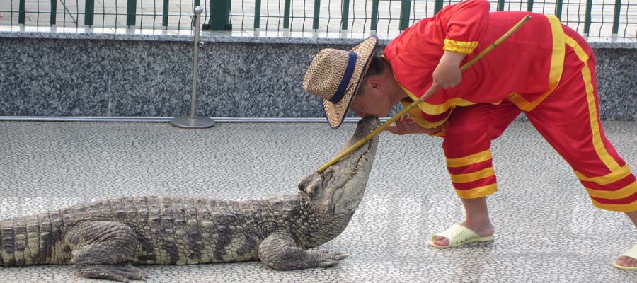 扬子鳄图片(大风暴雨之下) - 赤虎壹号