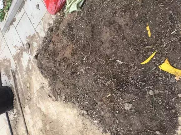 废旧花泥的妙用，废旧花泥可以种花吗（换盆后旧土别扔）