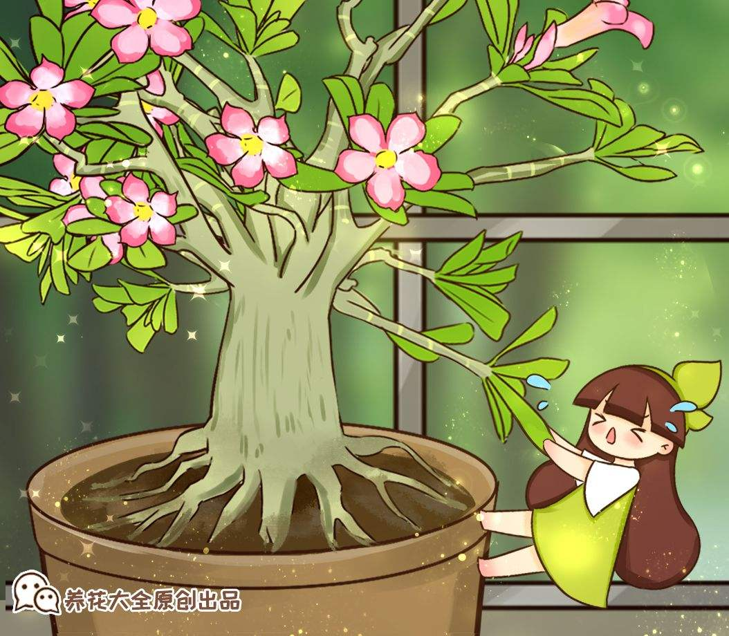 八月开什么花（8月开得最好的9种花）