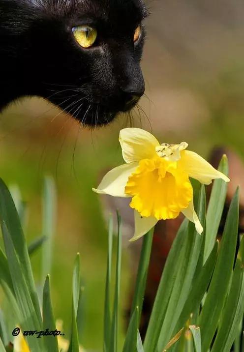 可爱小狗图片，狗狗的图片好看大全（50张可爱的小狗狗）