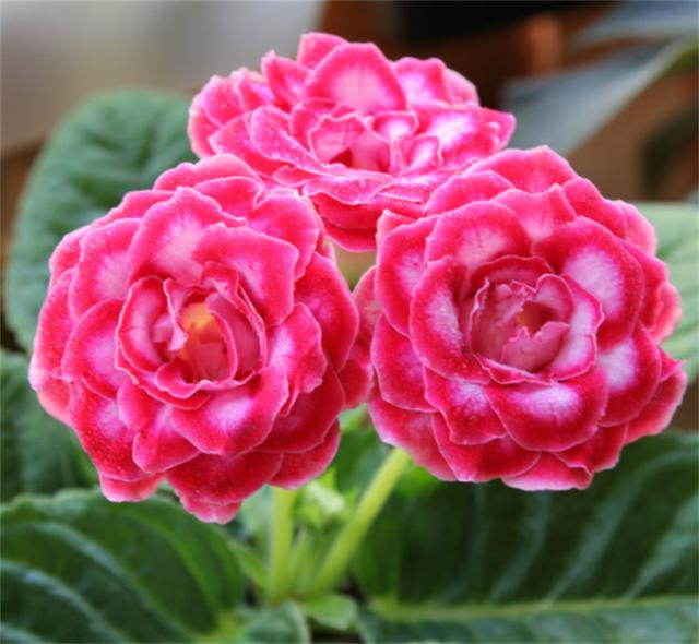 芙蓉花的养殖方法和注意事项，芙蓉花怎么养（芙蓉菊怎么养）