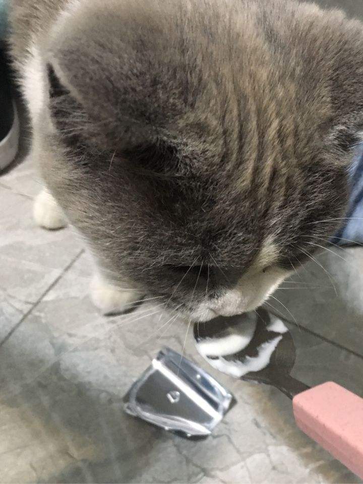 猫咪可以喝酸奶吗(小猫把人当妈妈的五种行为)