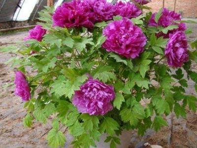牡丹花该怎么养殖，牡丹花该怎么养殖才能开花（牡丹花的养殖方法）
