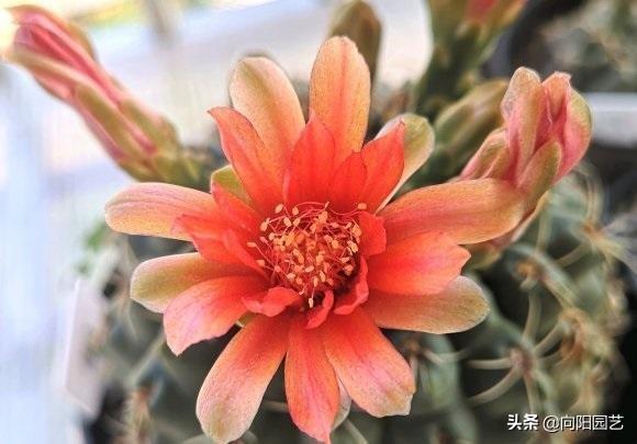 这6种仙人球开花能开一夏天，哪些仙人球开花（适合家养的仙人球）
