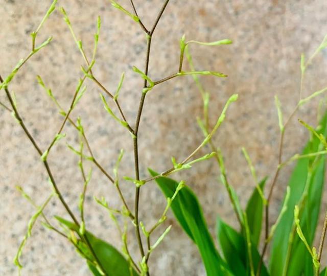 好养的室内植物文心兰，家里养盆文心兰