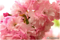 中国樱花有几个品种，中国樱花树品种（这81种樱花）
