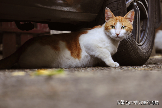 驱赶猫长期有效好办法，驱猫最有效的方法（发情野猫叫声太烦人）